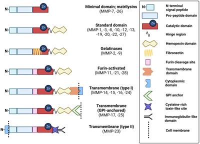 Matrix metalloproteinases as biomarkers and therapeutic targets in colitis-associated cancer